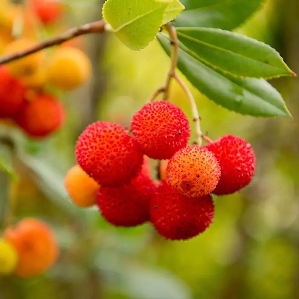 Arborele de capsuni (Arbutus Unedo), fructe dulci rosii, an 3 pe rod - Image 7