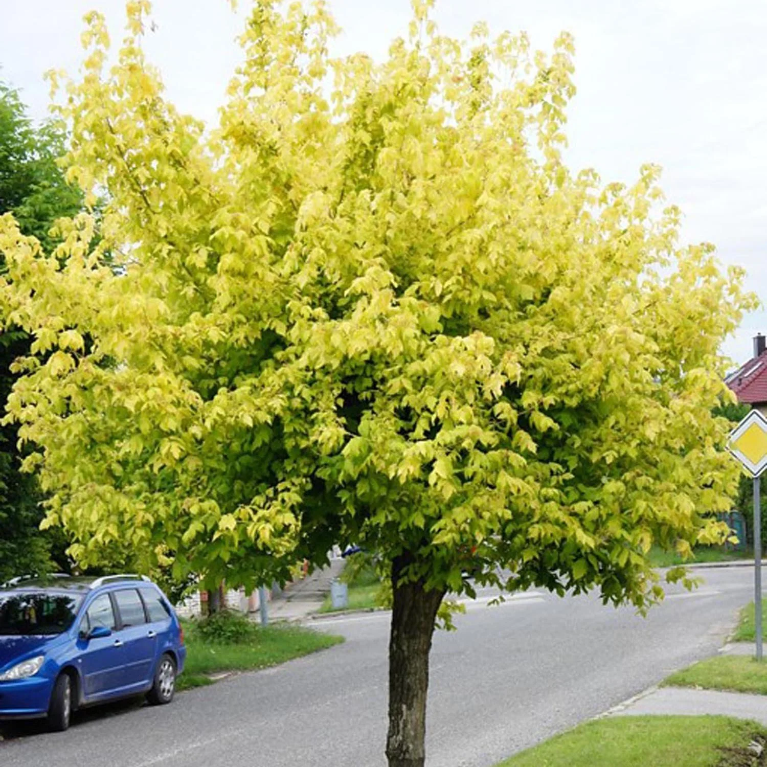 Artar American Auriu Kellys Gold, artar ornamental auriu, crestere rapida, frunze spectaculoase - Image 3