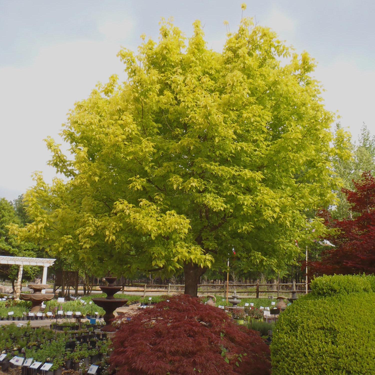 Artar American Auriu Kellys Gold, artar ornamental auriu, crestere rapida, frunze spectaculoase - Image 4