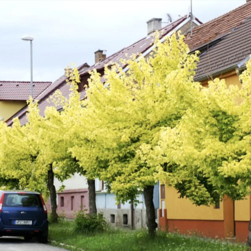 Artar American Auriu Kellys Gold, artar ornamental auriu, crestere rapida, frunze spectaculoase - Image 5