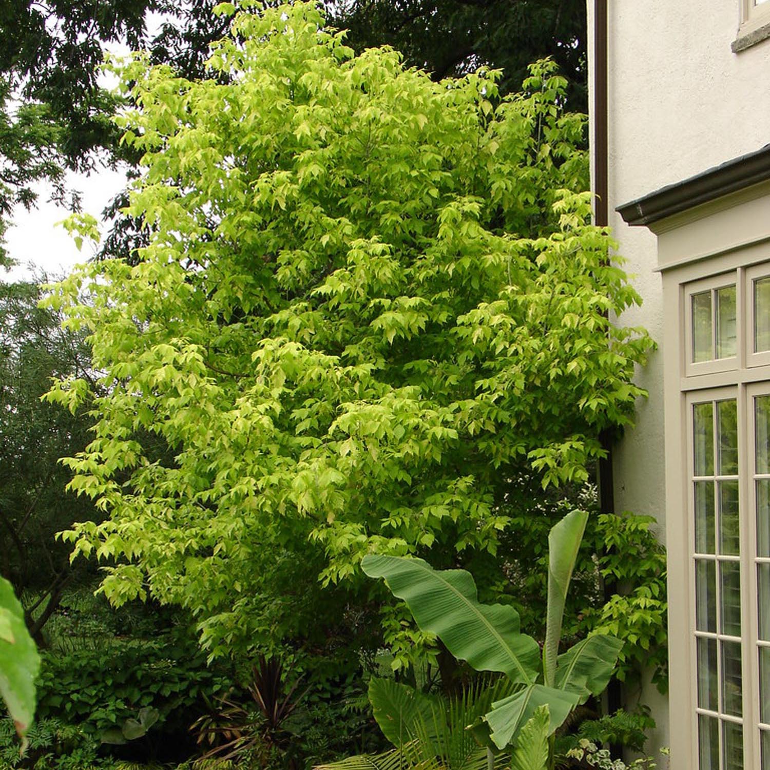 Artar American Auriu Kellys Gold, artar ornamental auriu, crestere rapida, frunze spectaculoase - Image 6