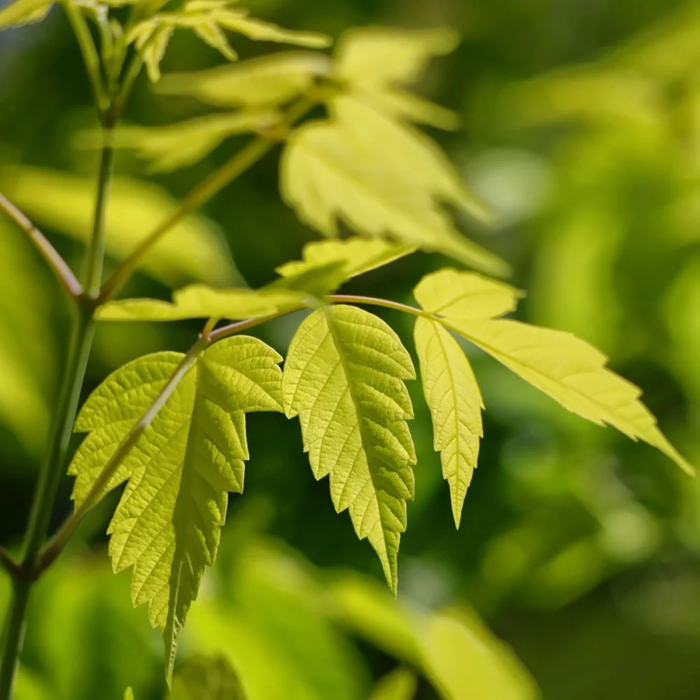 Artar American Auriu Kellys Gold, artar ornamental auriu, crestere rapida, frunze spectaculoase - Image 7