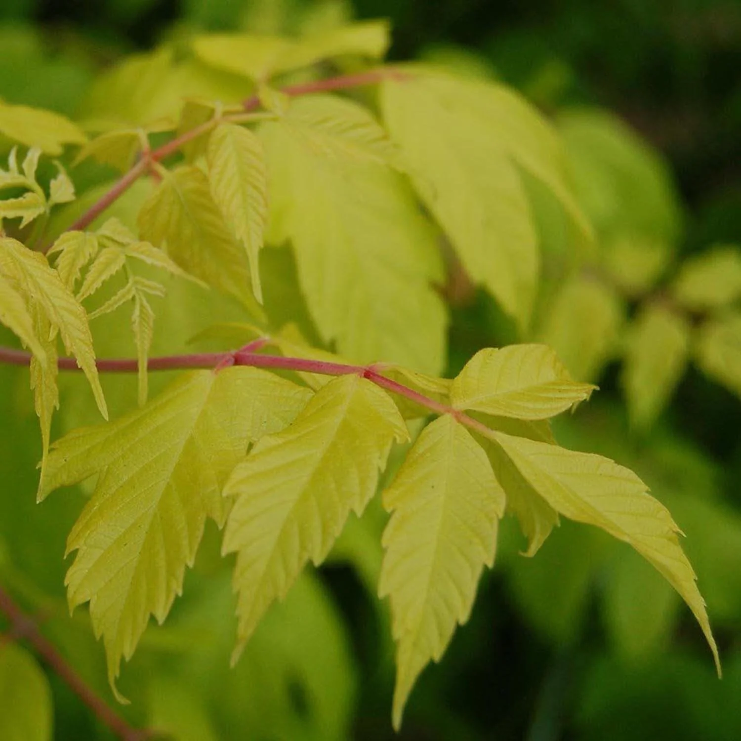 Artar American Auriu Kellys Gold, artar ornamental auriu, crestere rapida, frunze spectaculoase - Image 8