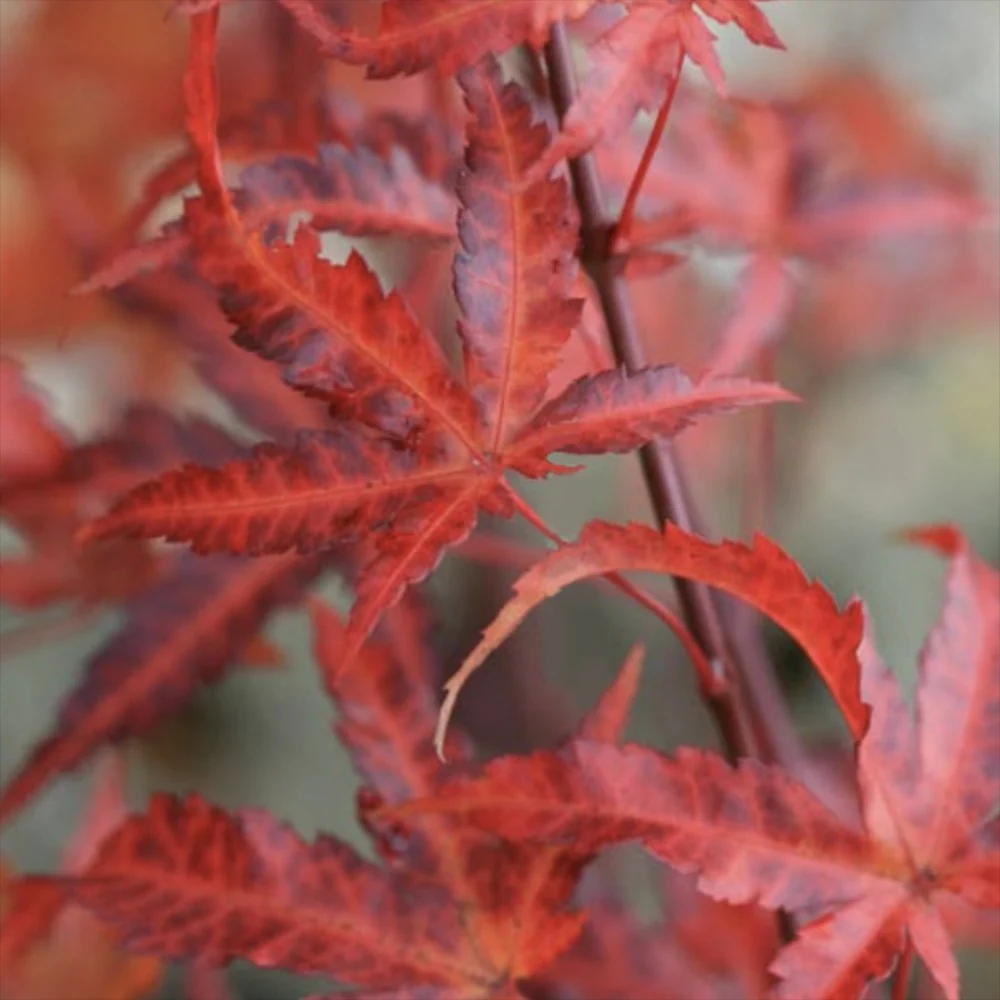 Artar japonez Pitic Rosu Arakawa, scoarta decorativa, frunzis portocaliu rosu toamna, de colectie - Image 3