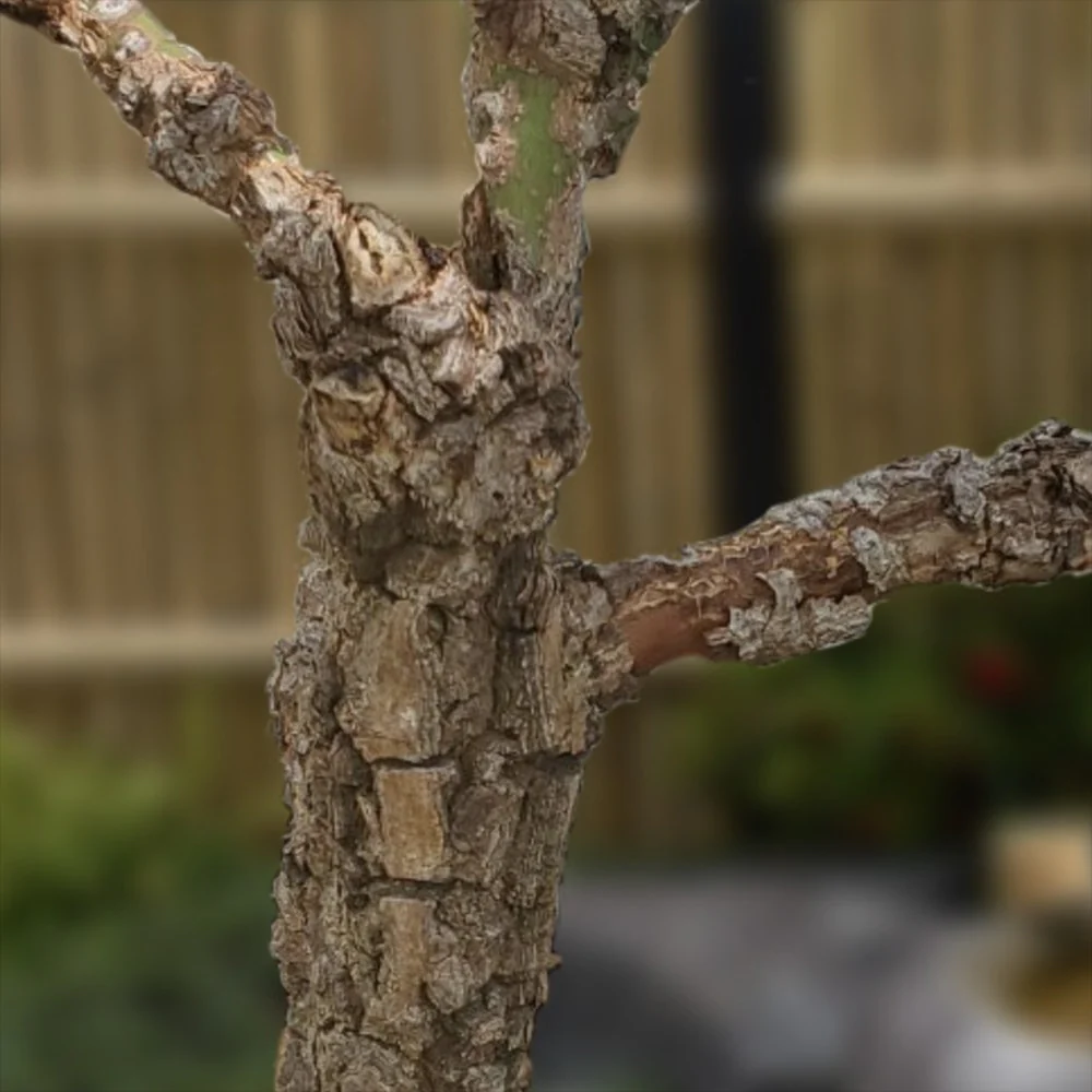 Artar japonez Pitic Rosu Arakawa, scoarta decorativa, frunzis portocaliu rosu toamna, de colectie - Image 5