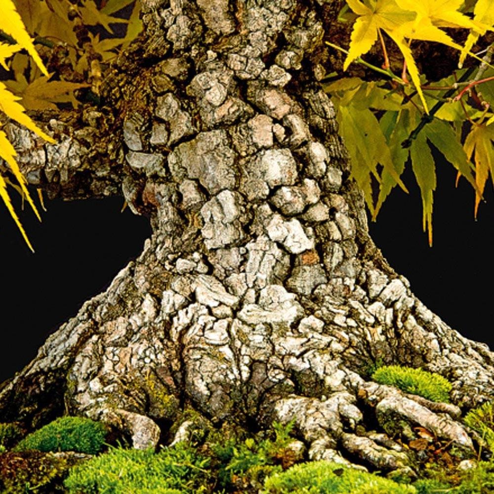 Artar japonez Pitic Rosu Arakawa, scoarta decorativa, frunzis portocaliu rosu toamna, de colectie - Image 6