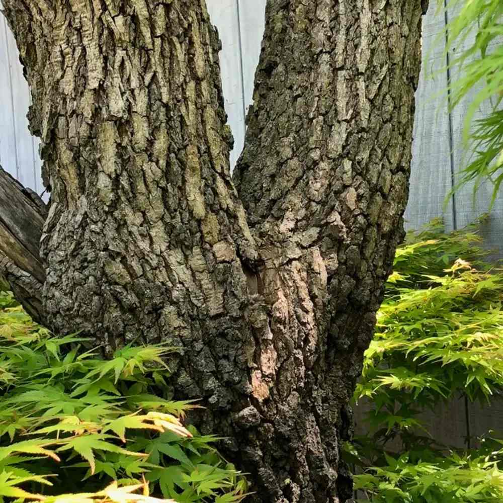 Artar japonez Pitic Rosu Arakawa, scoarta decorativa, frunzis portocaliu rosu toamna, de colectie - Image 7