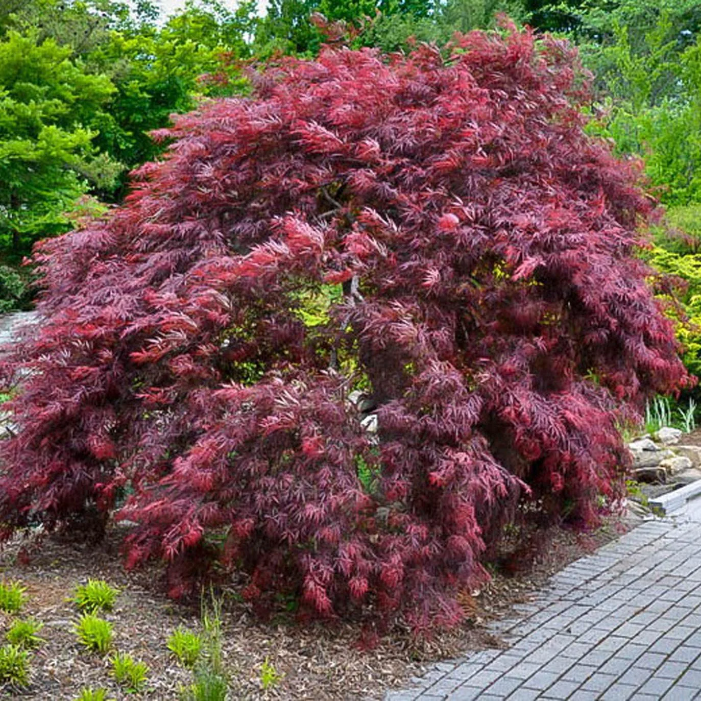 Artar Japonez Rosu Inaba-Shidare, cu frunzis rosu-purpuriu dantelat, port pendular - Image 3