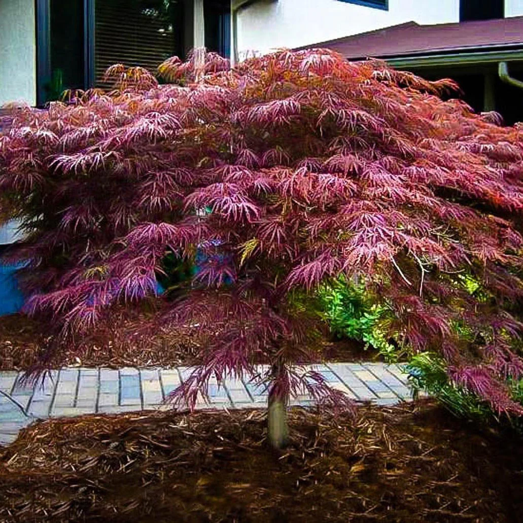 Artar Japonez Rosu Inaba-Shidare, cu frunzis rosu-purpuriu dantelat, port pendular - Image 5