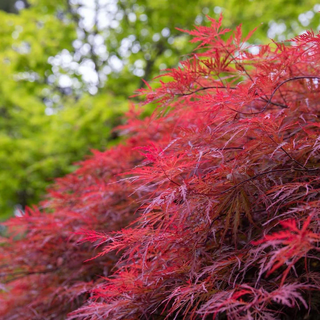 Artar Japonez Rosu Inaba-Shidare, cu frunzis rosu-purpuriu dantelat, port pendular - Image 7