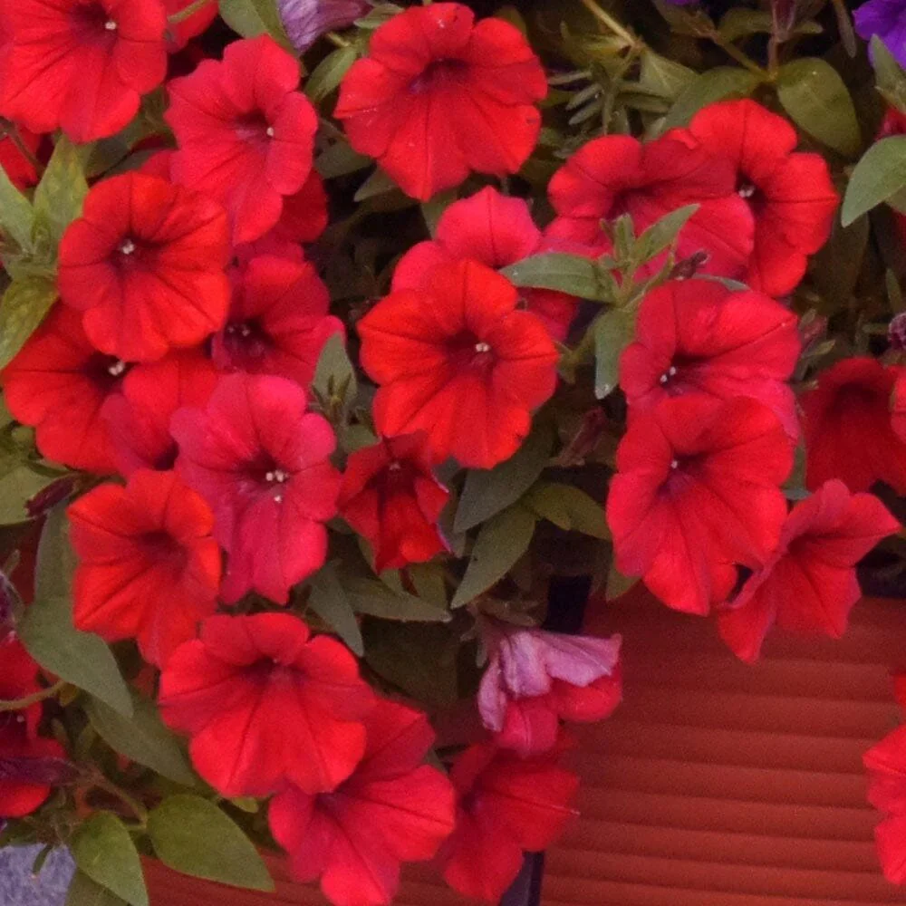 Aubrieta Cascade Purple (Campanula), autoextindere naturala, cu flori violet intens, covor colorat, planta perena pentru stancarii, crestere rapida - Image 3