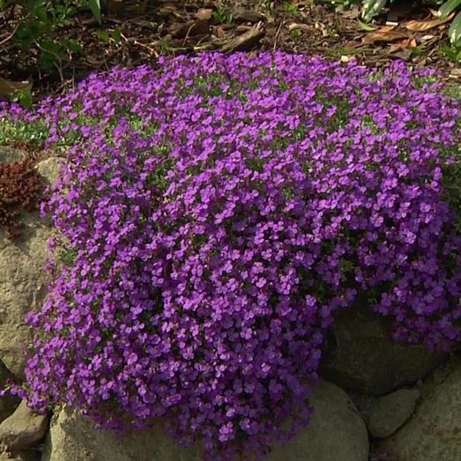Aubrieta Cascade Red (Campanula), autoextindere naturala, flori rosii primavara, covor colorat, planta perena pentru stancarii, crestere rapida - Image 3
