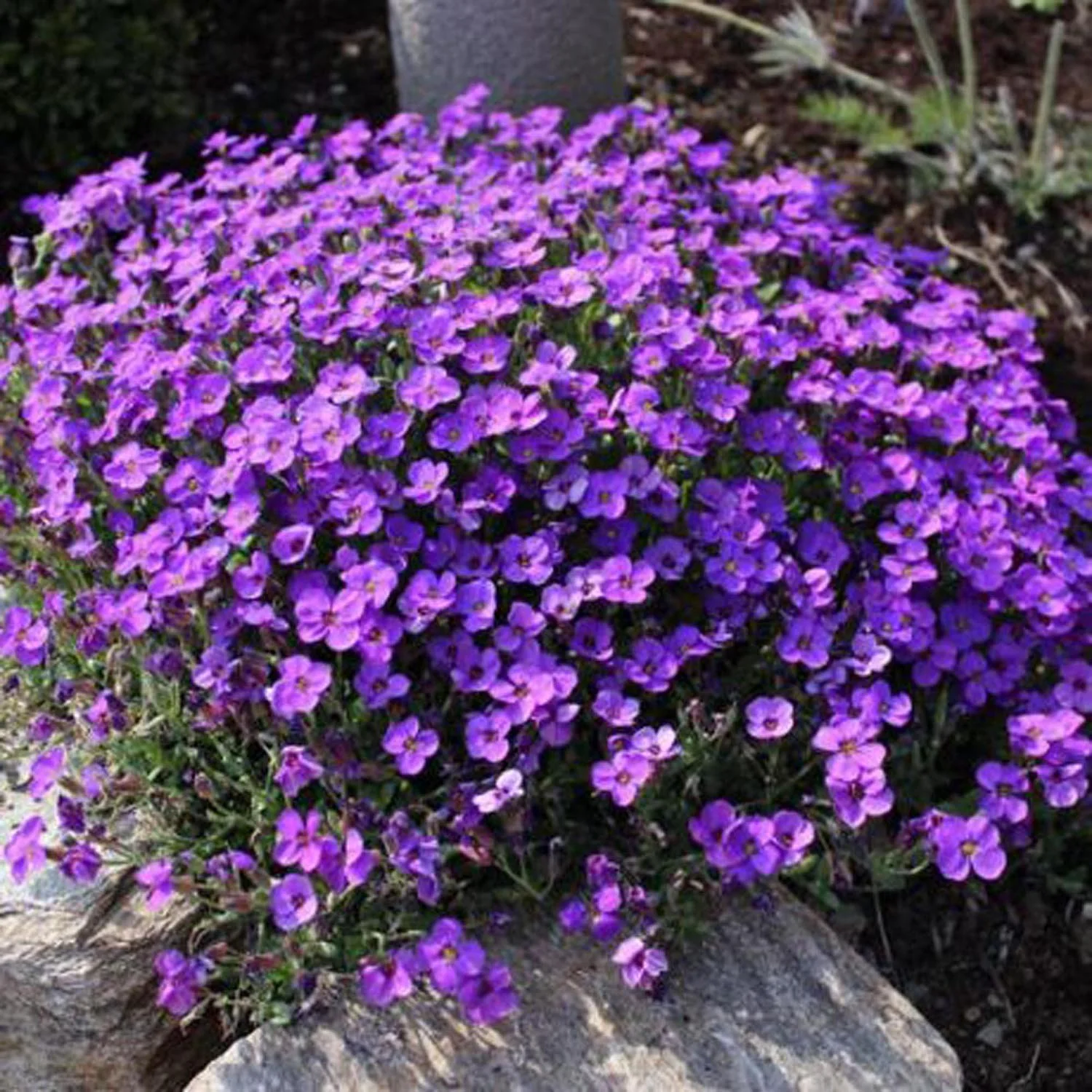Aubrieta Cascade Red (Campanula), autoextindere naturala, flori rosii primavara, covor colorat, planta perena pentru stancarii, crestere rapida - Image 4