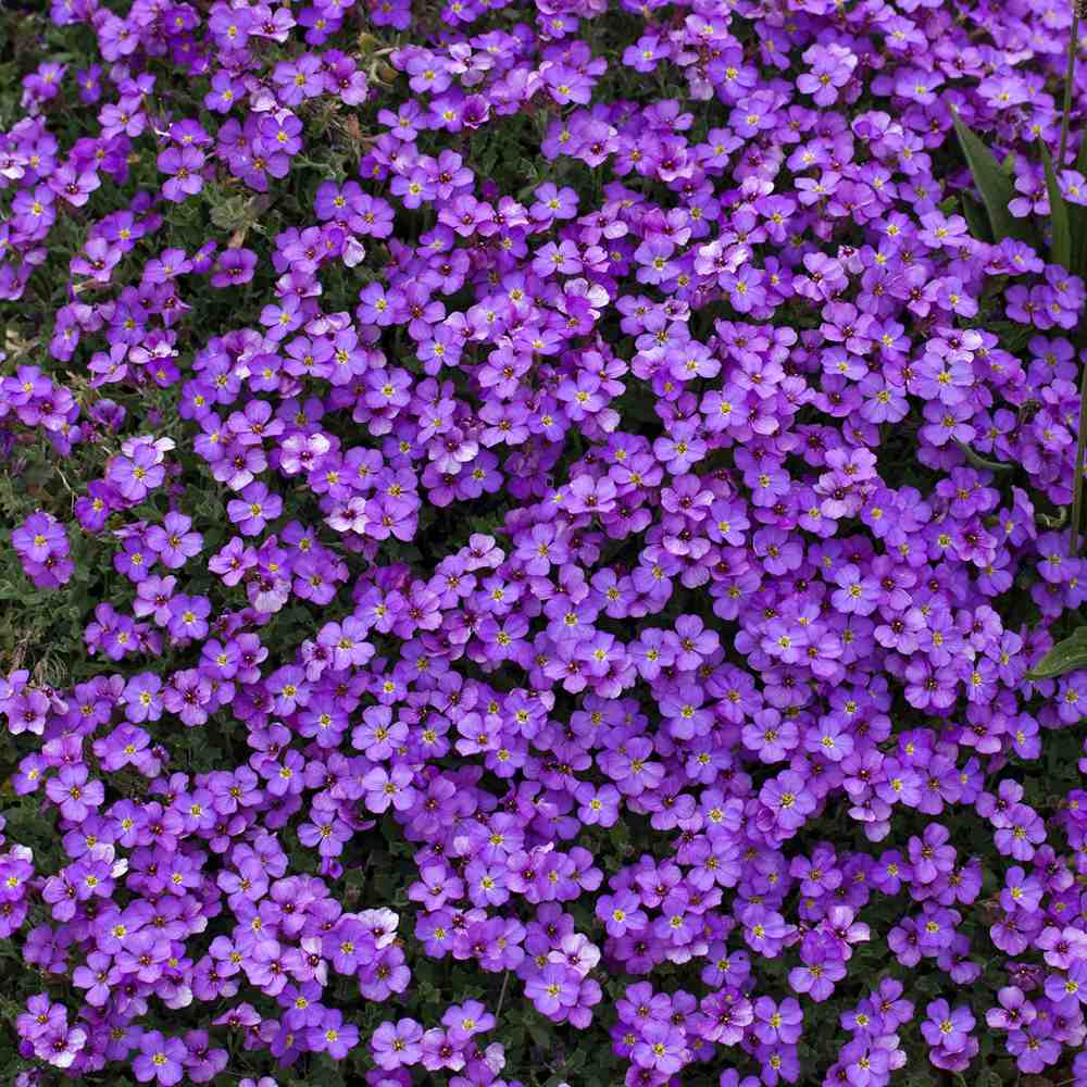 Aubrieta Cascade Red (Campanula), autoextindere naturala, flori rosii primavara, covor colorat, planta perena pentru stancarii, crestere rapida - Image 8