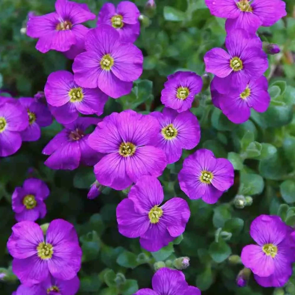 Aubrieta Cascade Red (Campanula), autoextindere naturala, flori rosii primavara, covor colorat, planta perena pentru stancarii, crestere rapida - Image 9