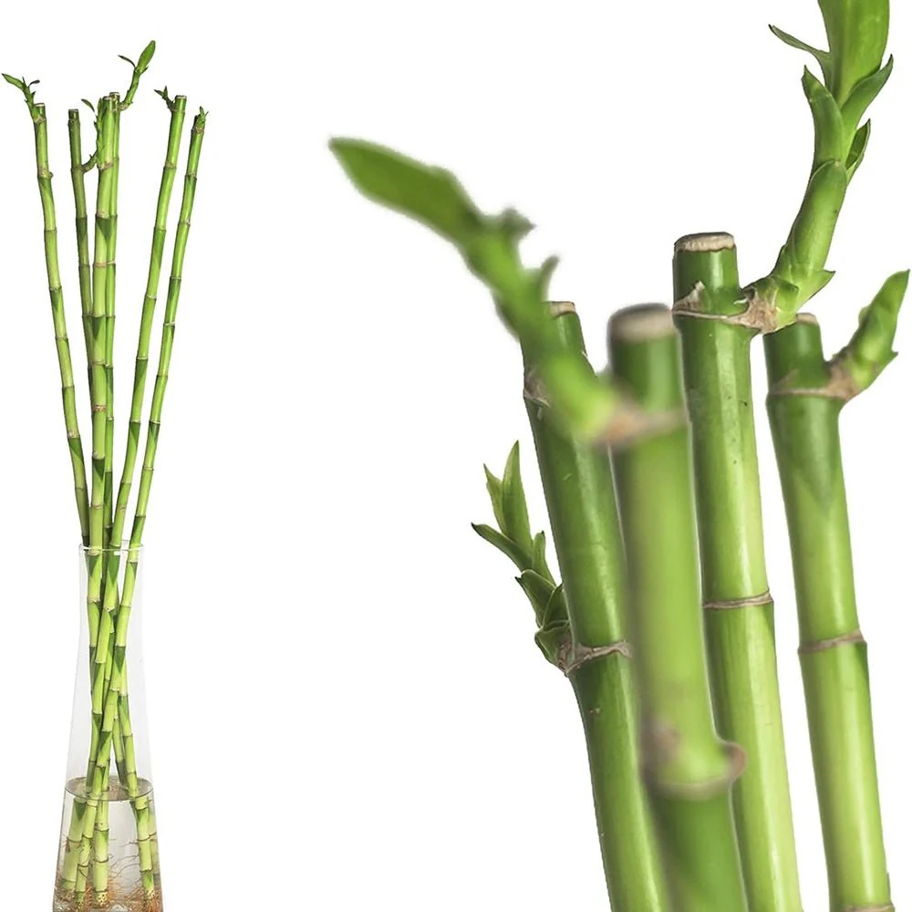 Bambus cu tulpina dreapta Lucky/Norocos, planta decorativa de interior Feng Shui, usor de ingrijit, simbol al norocului - 100 cm - Image 5