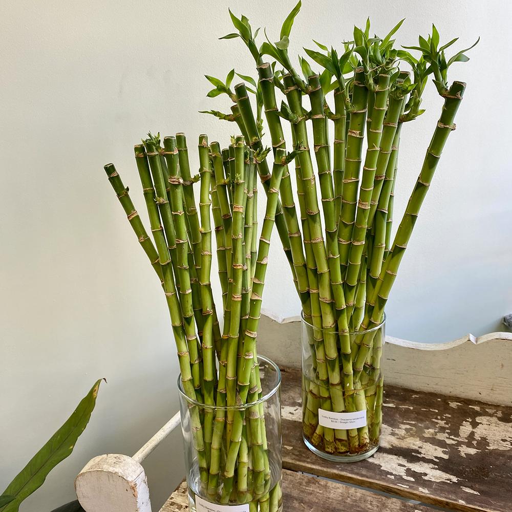 Bambus cu tulpina dreapta Lucky/Norocos, planta decorativa de interior Feng Shui, usor de ingrijit, simbol al norocului - 100 cm - Image 7