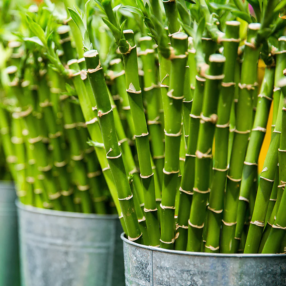 Bambus Ondulat Lucky/Norocos Spiral, 100 cm, planta decorativa de interior Feng Shui, usor de ingrijit, simbol al norocului, ideal pentru cadou - Image 7
