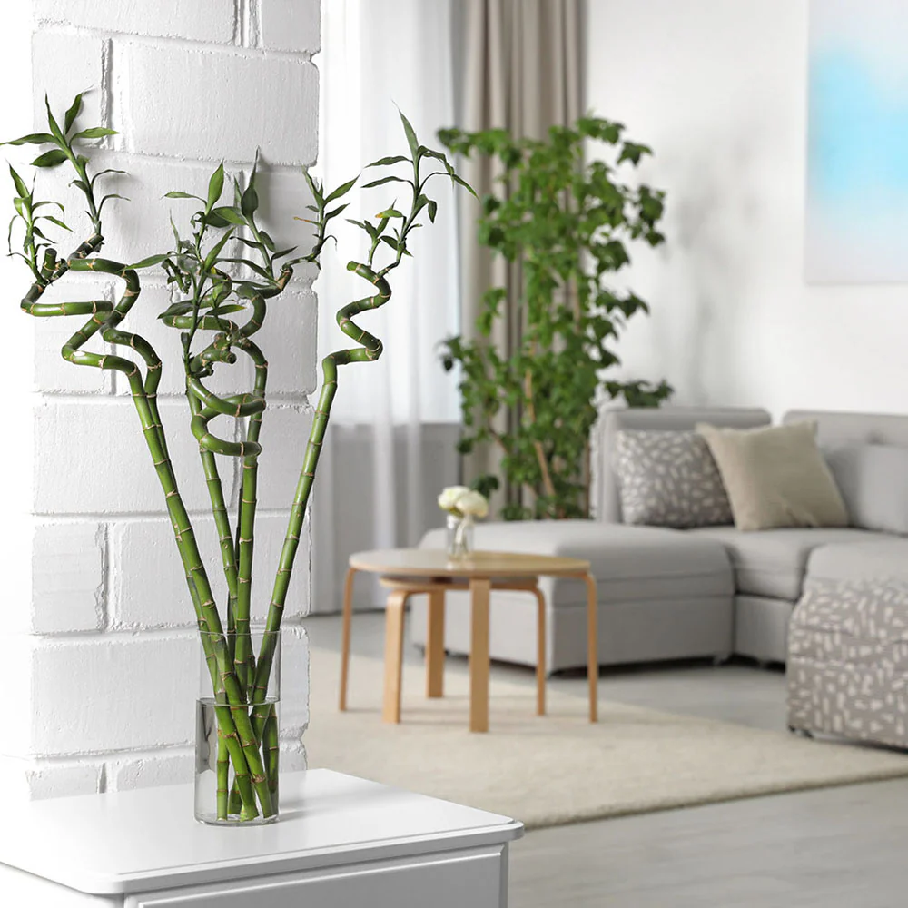 Bambus Ondulat Lucky/Norocos Spiral, 50 cm, planta decorativa de interior Feng Shui, usor de ingrijit, simbol al norocului, ideal pentru cadou - Image 10