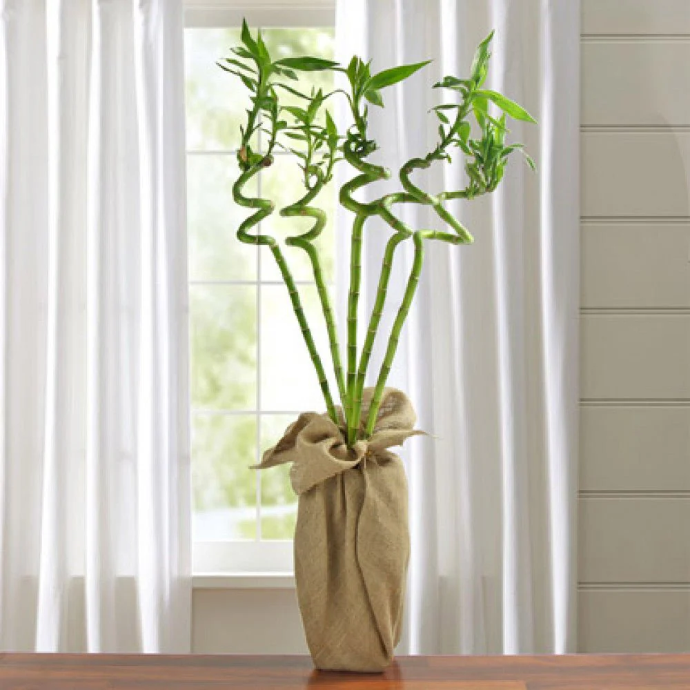 Bambus Ondulat Lucky/Norocos Spiral, 100 cm, planta decorativa de interior Feng Shui, usor de ingrijit, simbol al norocului, ideal pentru cadou - Image 11