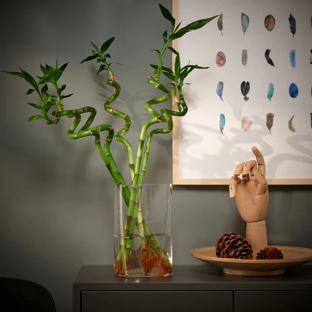 Bambus Ondulat Lucky/Norocos Spiral, 50 cm, planta decorativa de interior Feng Shui, usor de ingrijit, simbol al norocului, ideal pentru cadou - Image 12