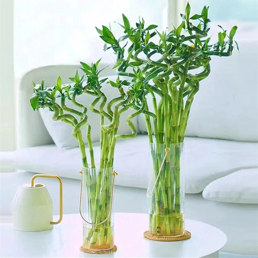 Bambus Ondulat Lucky/Norocos Spiral, 50 cm, planta decorativa de interior Feng Shui, usor de ingrijit, simbol al norocului, ideal pentru cadou - Image 4