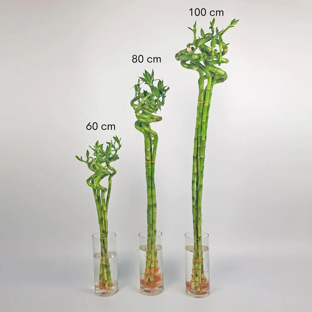 Bambus Ondulat Lucky/Norocos Spiral, 100 cm, planta decorativa de interior Feng Shui, usor de ingrijit, simbol al norocului, ideal pentru cadou - Image 5