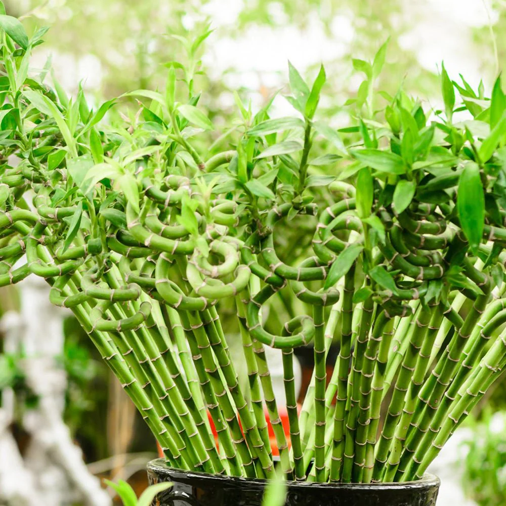 Bambus Ondulat Lucky/Norocos Spiral, 100 cm, planta decorativa de interior Feng Shui, usor de ingrijit, simbol al norocului, ideal pentru cadou - Image 6