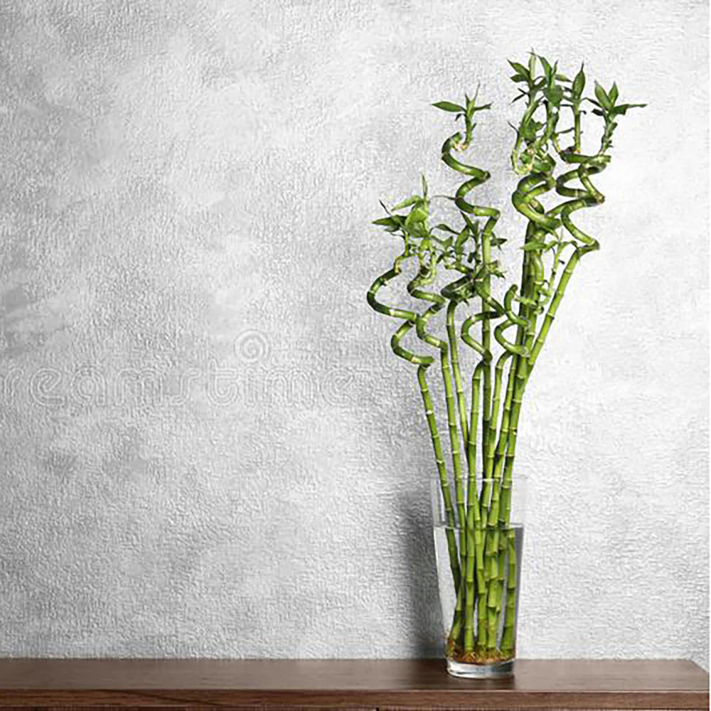Bambus Ondulat Lucky/Norocos Spiral, 100 cm, planta decorativa de interior Feng Shui, usor de ingrijit, simbol al norocului, ideal pentru cadou - Image 8