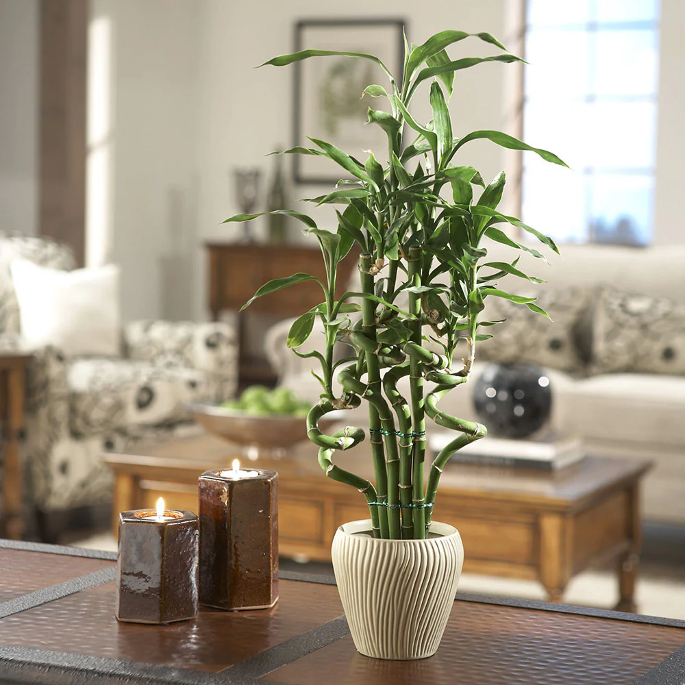 Bambus Ondulat Lucky/Norocos Spiral, 100 cm, planta decorativa de interior Feng Shui, usor de ingrijit, simbol al norocului, ideal pentru cadou - Image 10