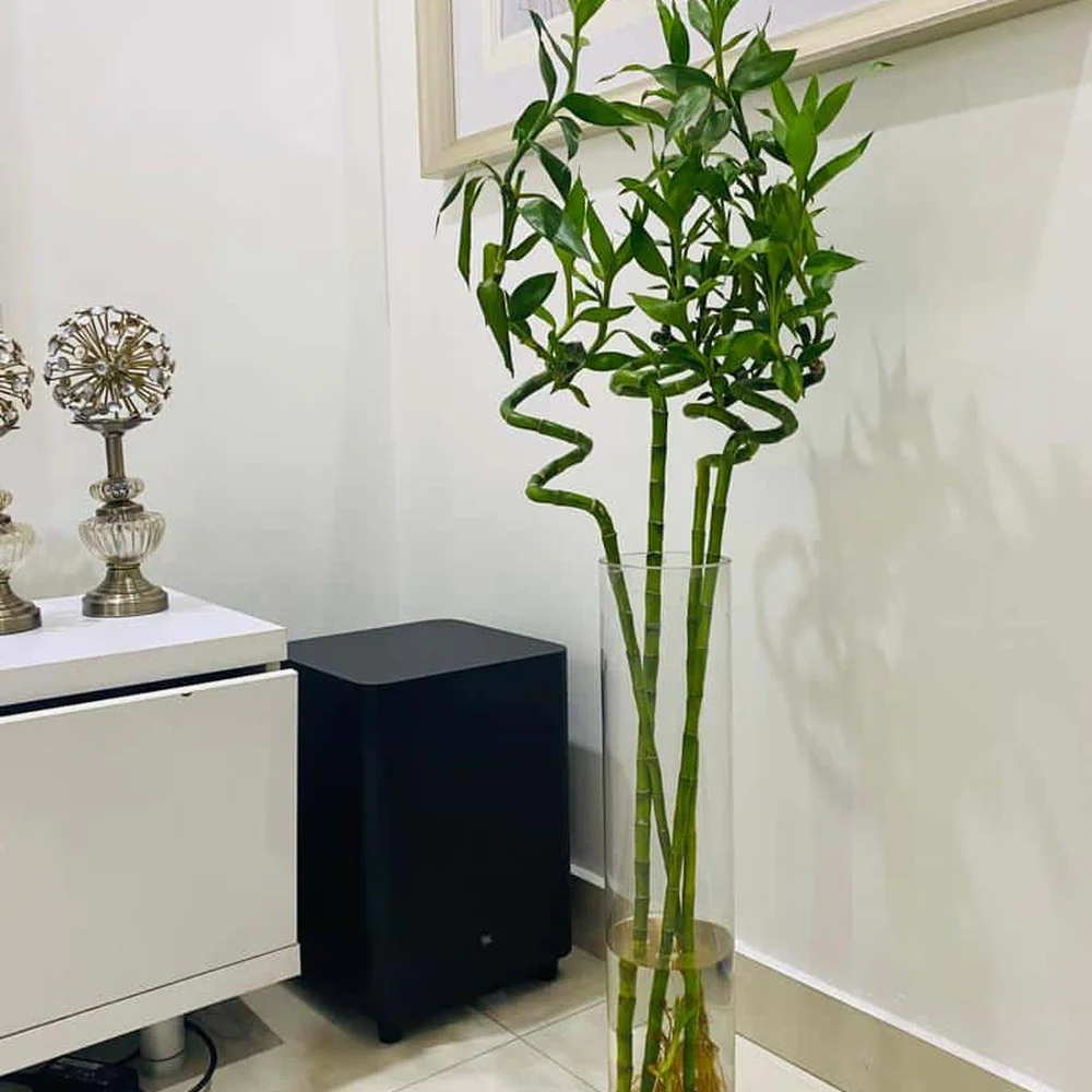 Bambus Ondulat Lucky/Norocos Spiral, 80 cm, planta decorativa de interior Feng Shui, usor de ingrijit, simbol al norocului, ideal pentru cadou - Image 11