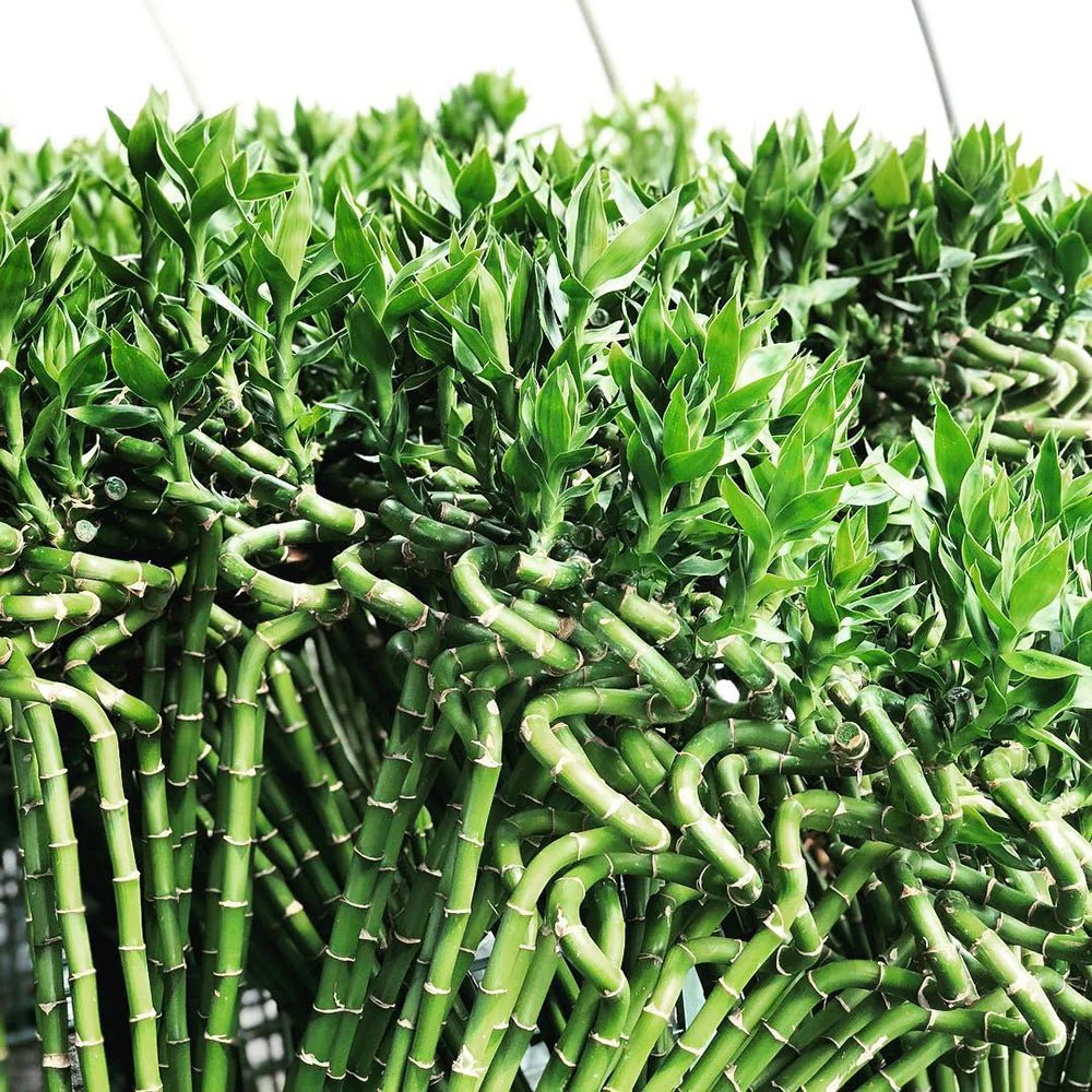 Bambus Ondulat Lucky/Norocos Spiral, 80 cm, planta decorativa de interior Feng Shui, usor de ingrijit, simbol al norocului, ideal pentru cadou - Image 6