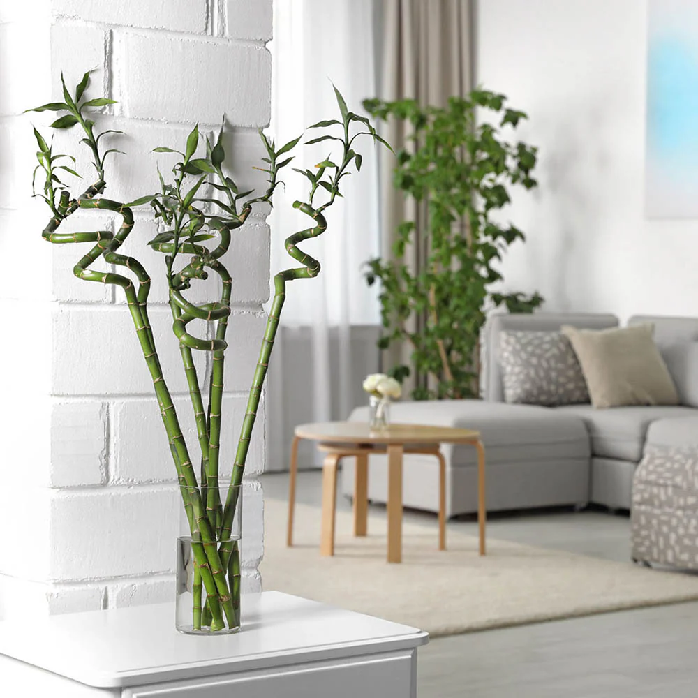 Bambus Ondulat Lucky/Norocos Spiral, 100 cm, planta decorativa de interior Feng Shui, usor de ingrijit, simbol al norocului, ideal pentru cadou - Image 9