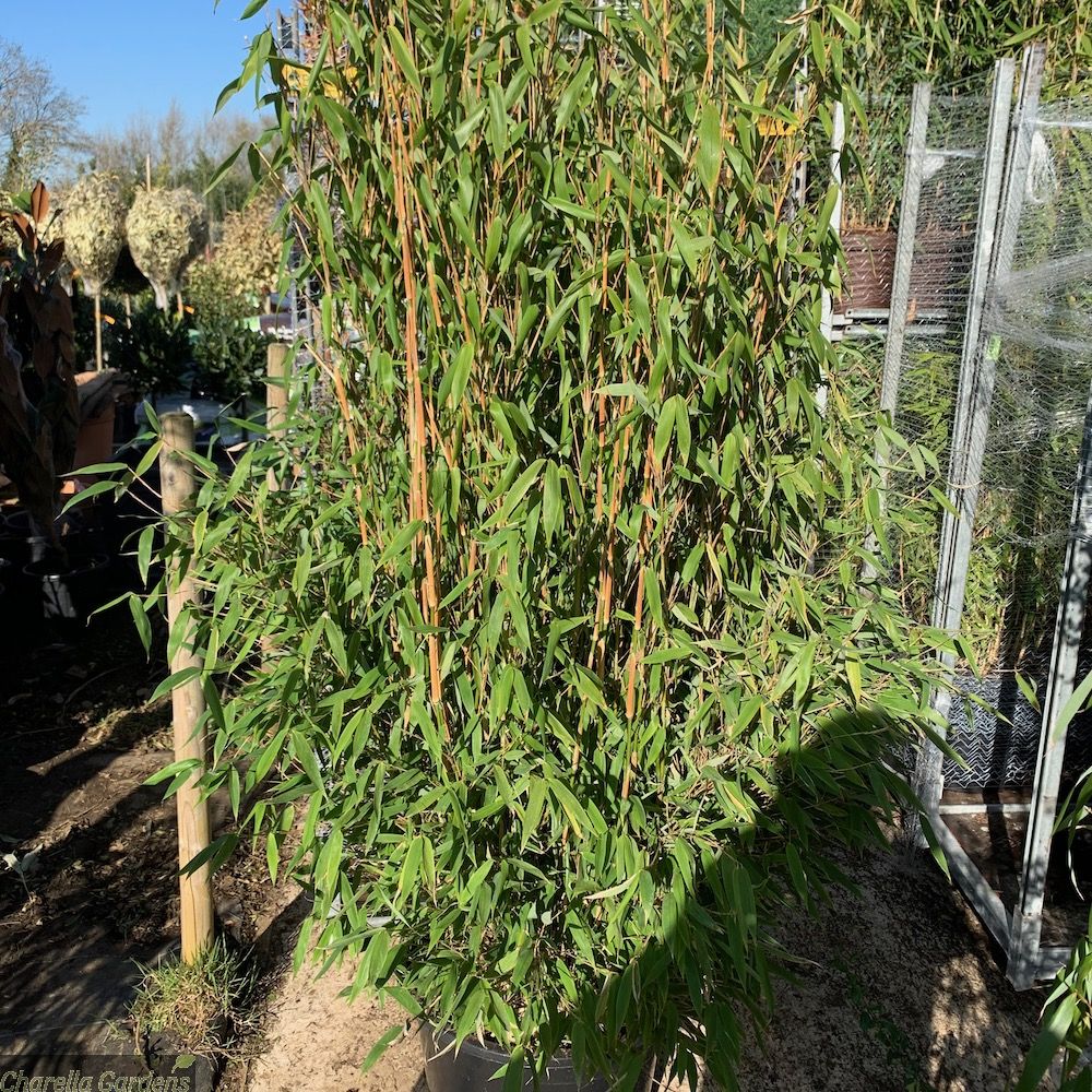 Bambus Simba - Image 3