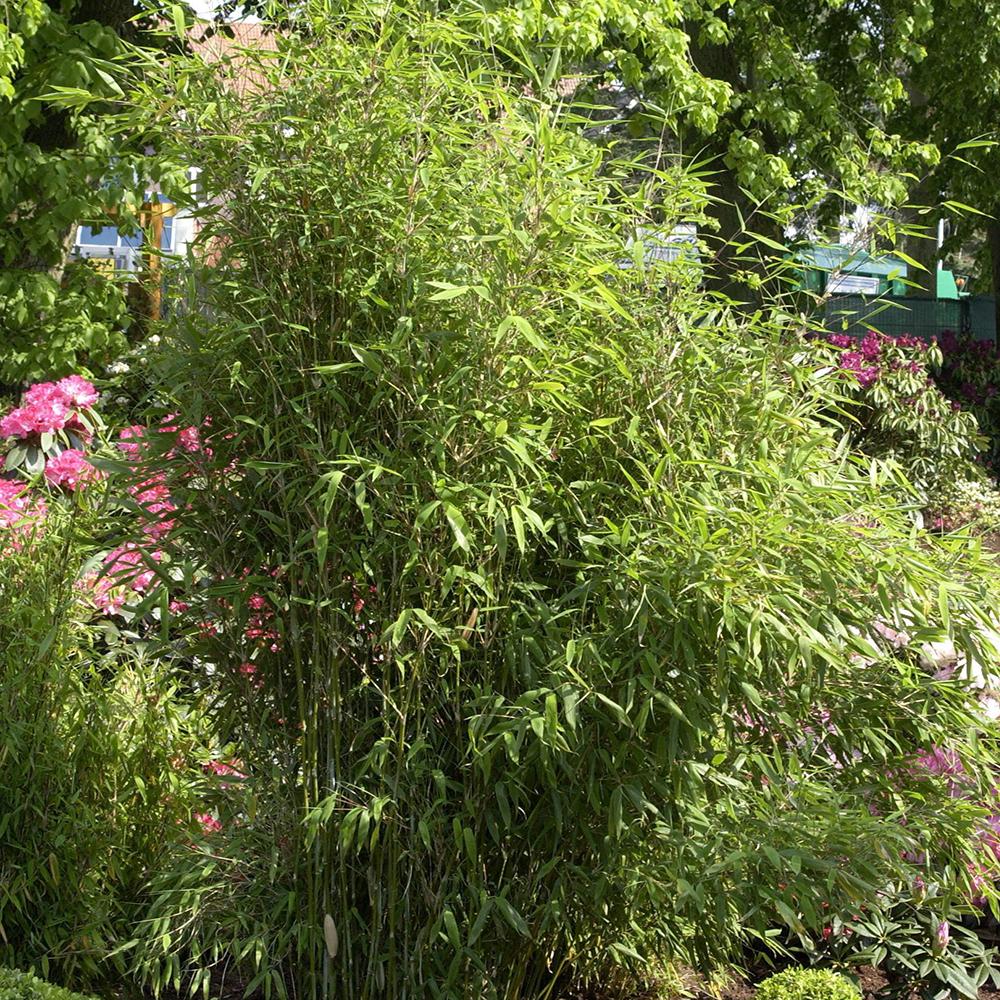 Bambus Simba - Image 4