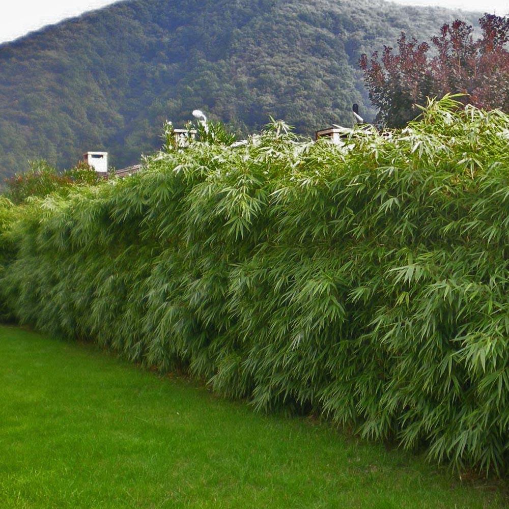 Bambus Simba - Image 5