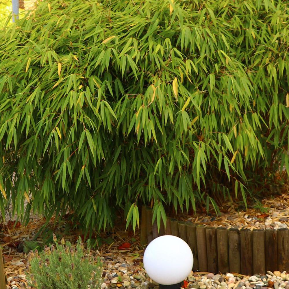 Bambus Simba - Image 6