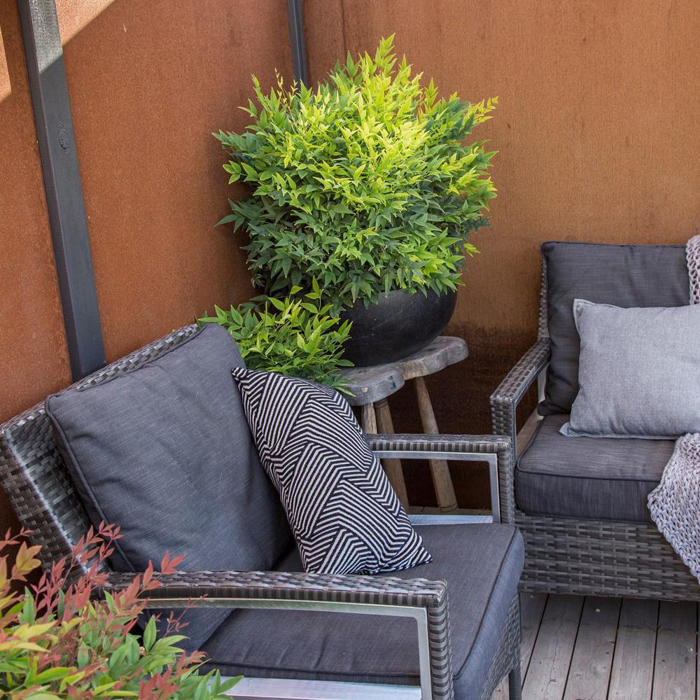 Bambus Sacru Nandina Lemon-Lime, decorativ cu frunze galben-verzui, arbust vesnic verde, gradina japoneza, feng shui - Image 10