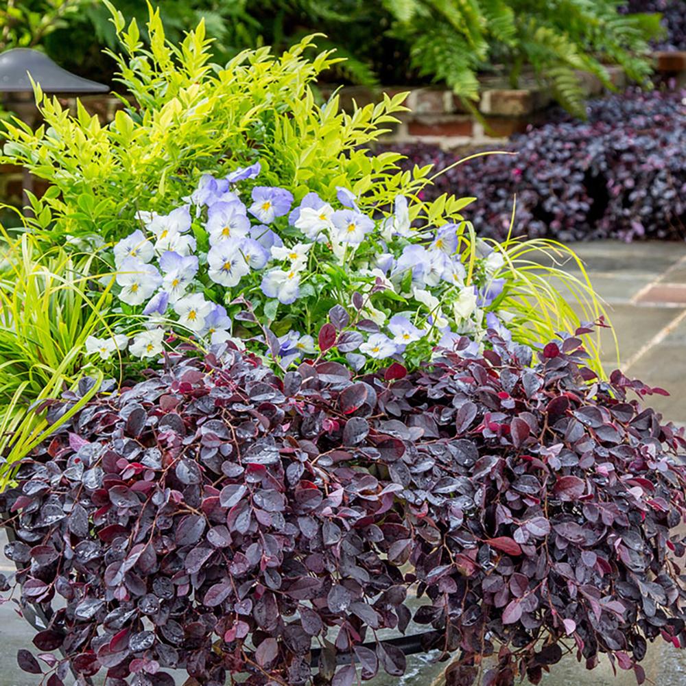 Bambus Sacru Nandina Lemon-Lime, decorativ cu frunze galben-verzui, arbust vesnic verde, gradina japoneza, feng shui - Image 11