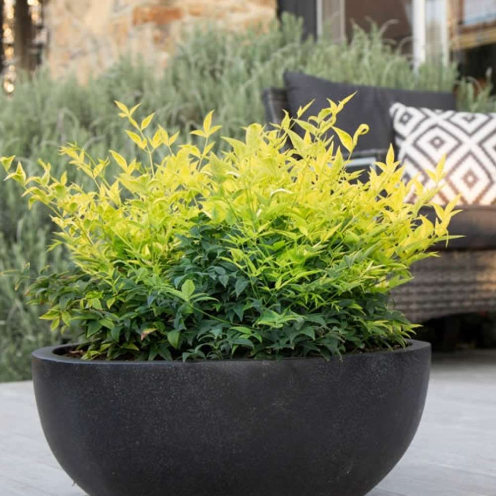 Bambus Sacru Nandina Lemon-Lime, decorativ cu frunze galben-verzui, arbust vesnic verde, gradina japoneza, feng shui - Image 12