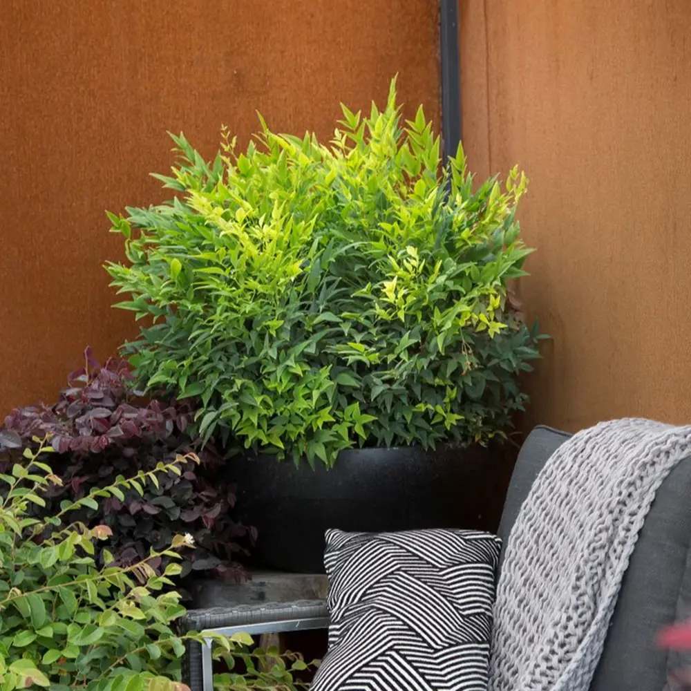 Bambus Sacru Nandina Lemon-Lime, decorativ cu frunze galben-verzui, arbust vesnic verde, gradina japoneza, feng shui - Image 13