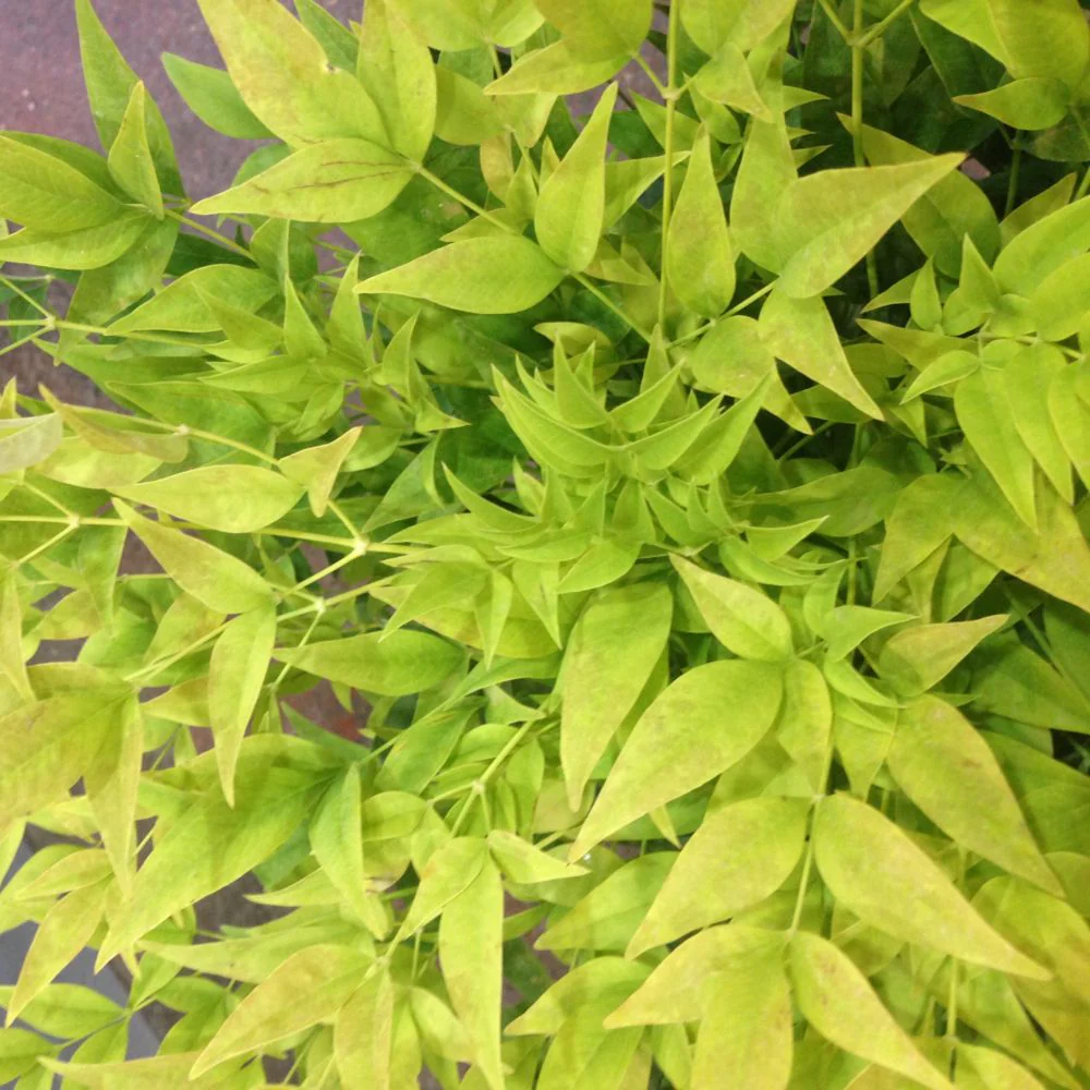 Bambus Sacru Nandina Lemon-Lime, decorativ cu frunze galben-verzui, arbust vesnic verde, gradina japoneza, feng shui - Image 15