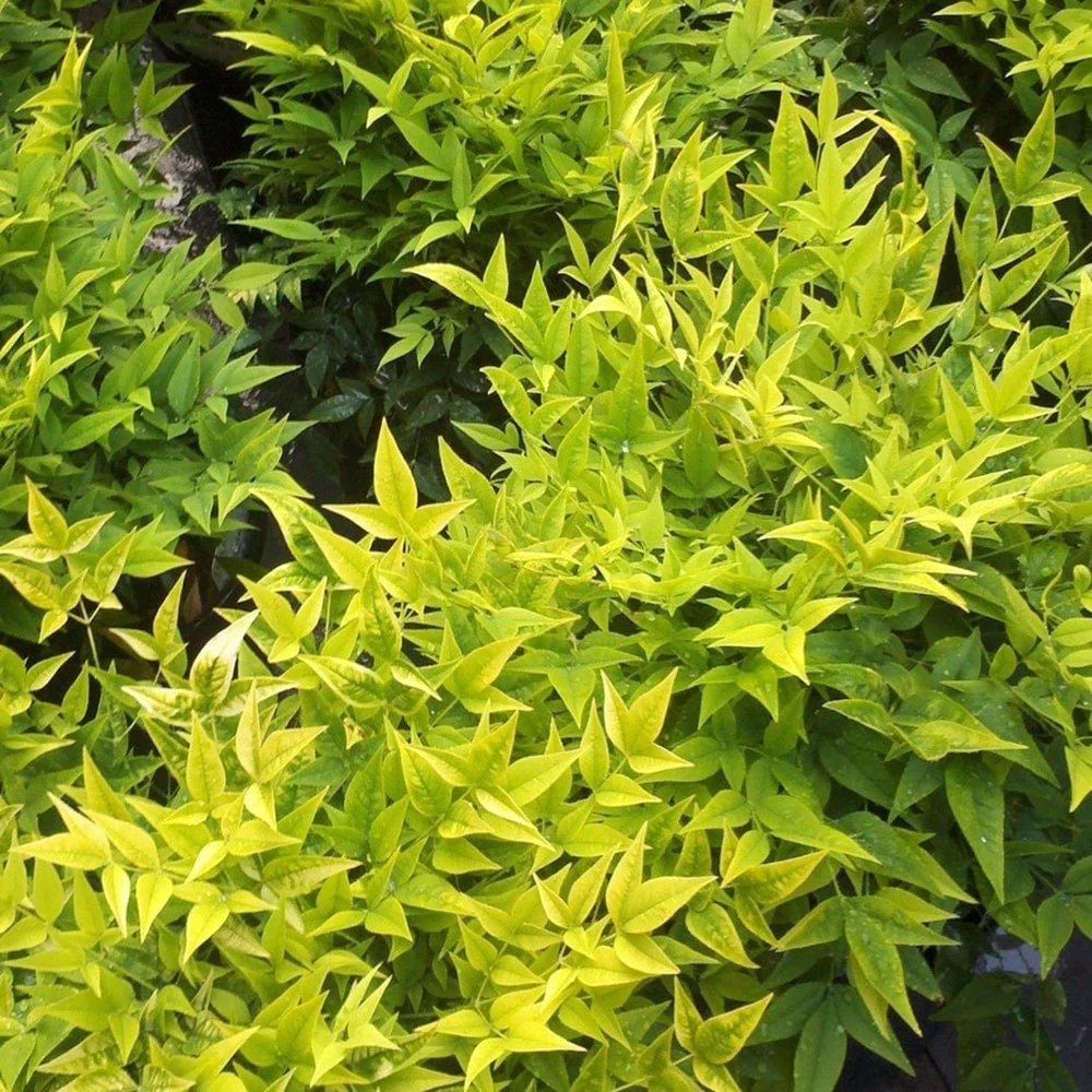Bambus Sacru Nandina Lemon-Lime, decorativ cu frunze galben-verzui, arbust vesnic verde, gradina japoneza, feng shui - Image 16