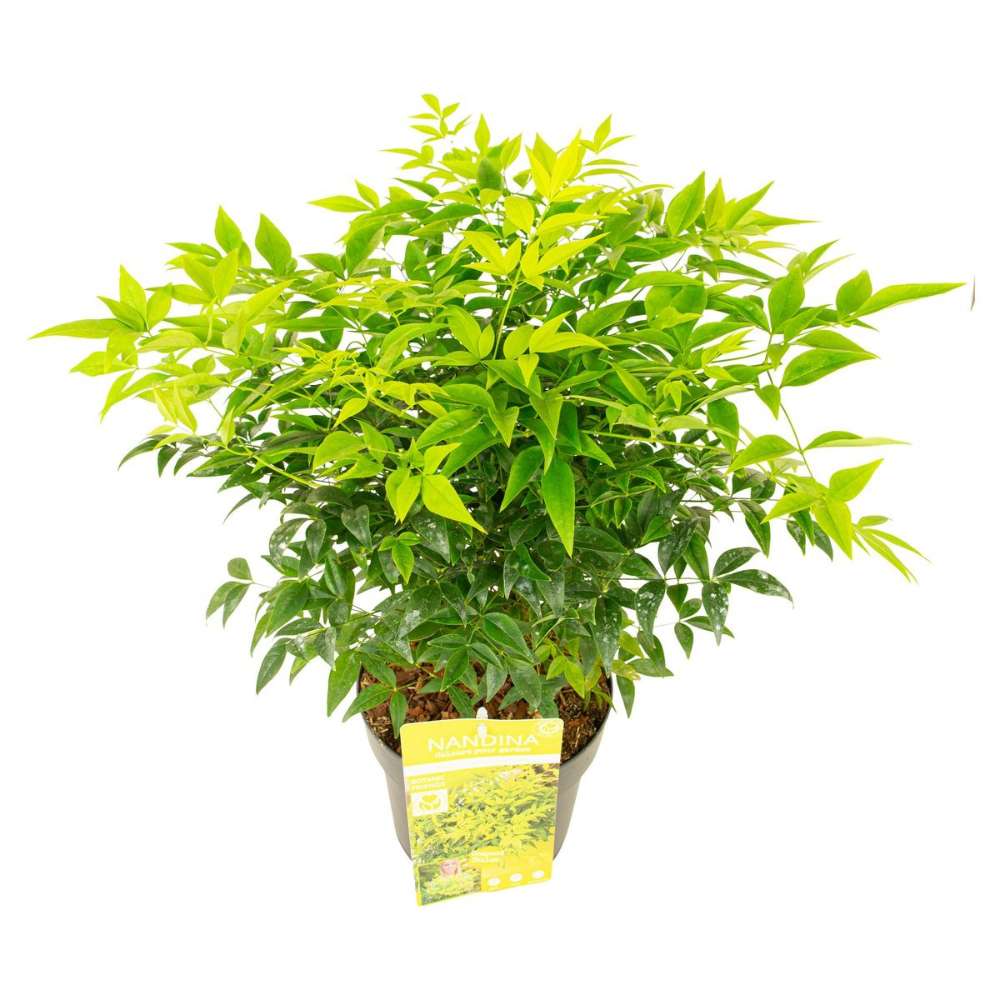Bambus Sacru Nandina Lemon-Lime, decorativ cu frunze galben-verzui, arbust vesnic verde, gradina japoneza, feng shui - Image 17