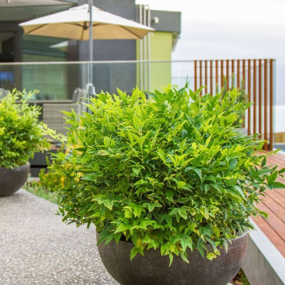 Bambus Sacru Nandina Lemon-Lime, decorativ cu frunze galben-verzui, arbust vesnic verde, gradina japoneza, feng shui - Image 3