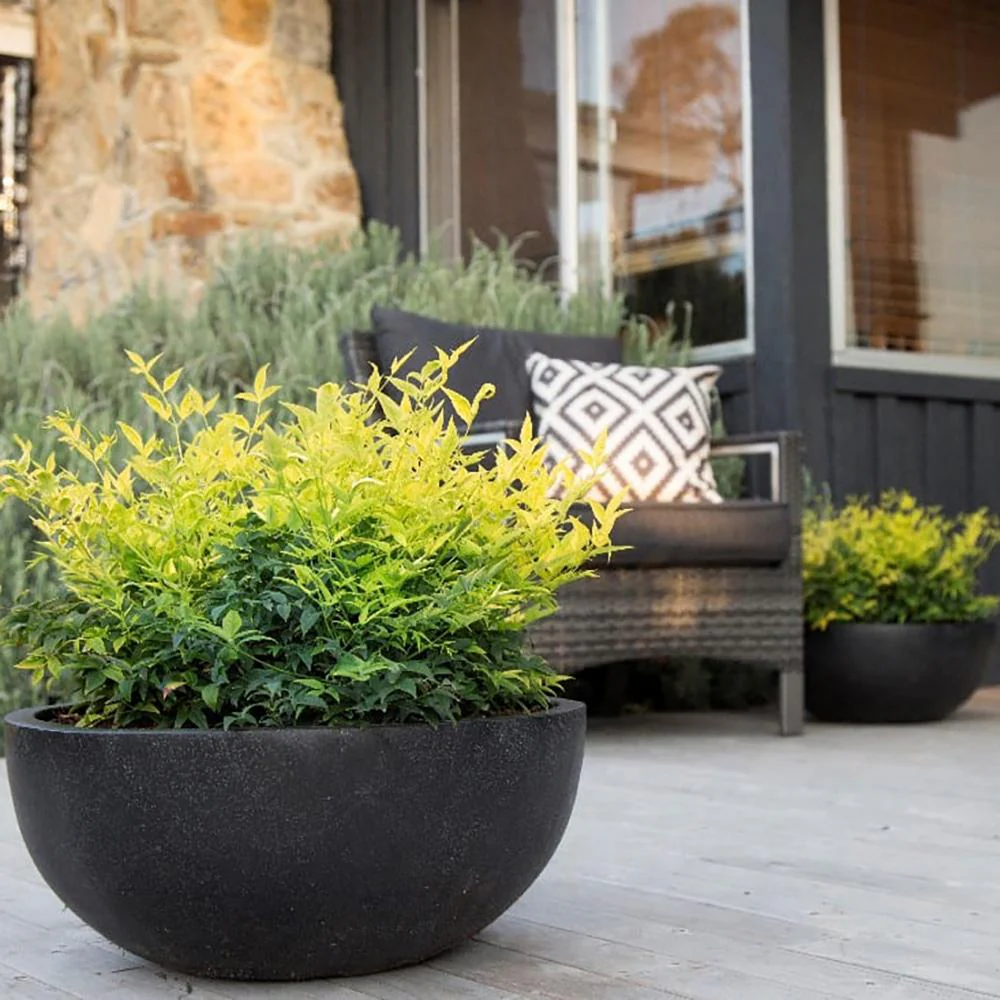 Bambus Sacru Nandina Lemon-Lime, decorativ cu frunze galben-verzui, arbust vesnic verde, gradina japoneza, feng shui - Image 4