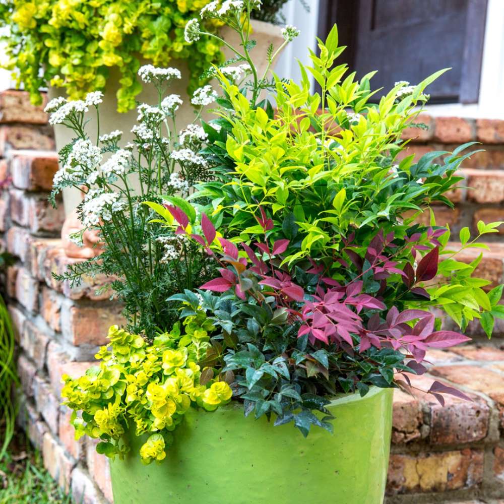 Bambus Sacru Nandina Lemon-Lime, decorativ cu frunze galben-verzui, arbust vesnic verde, gradina japoneza, feng shui - Image 7