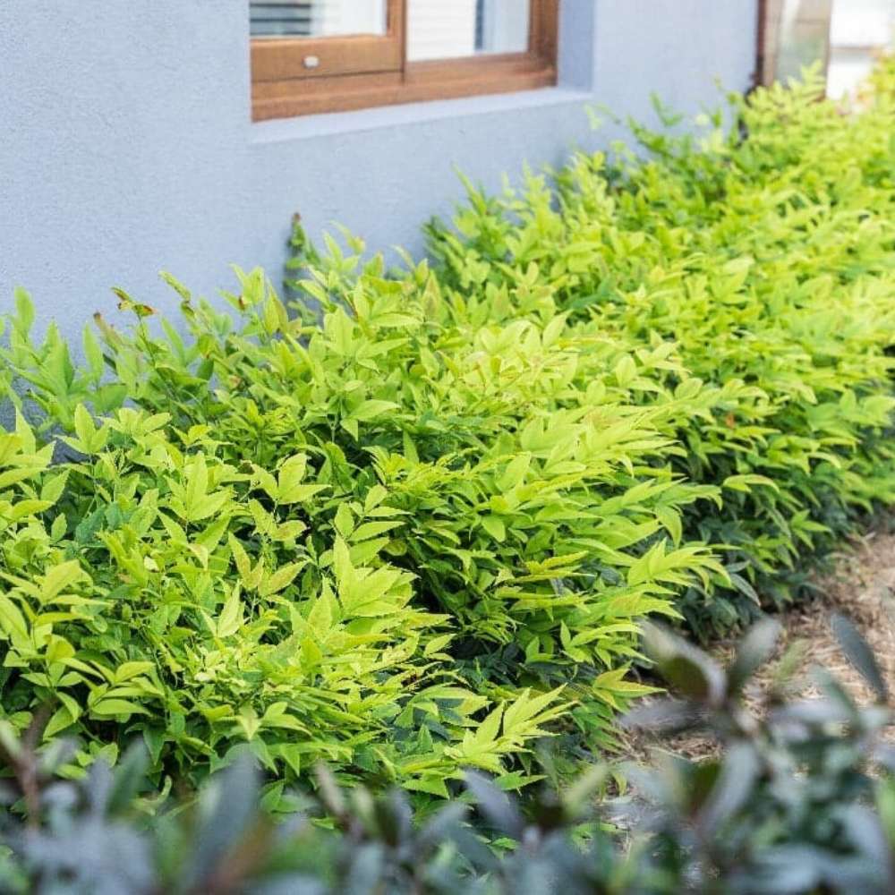 Bambus Sacru Nandina Lemon-Lime, decorativ cu frunze galben-verzui, arbust vesnic verde, gradina japoneza, feng shui - Image 8