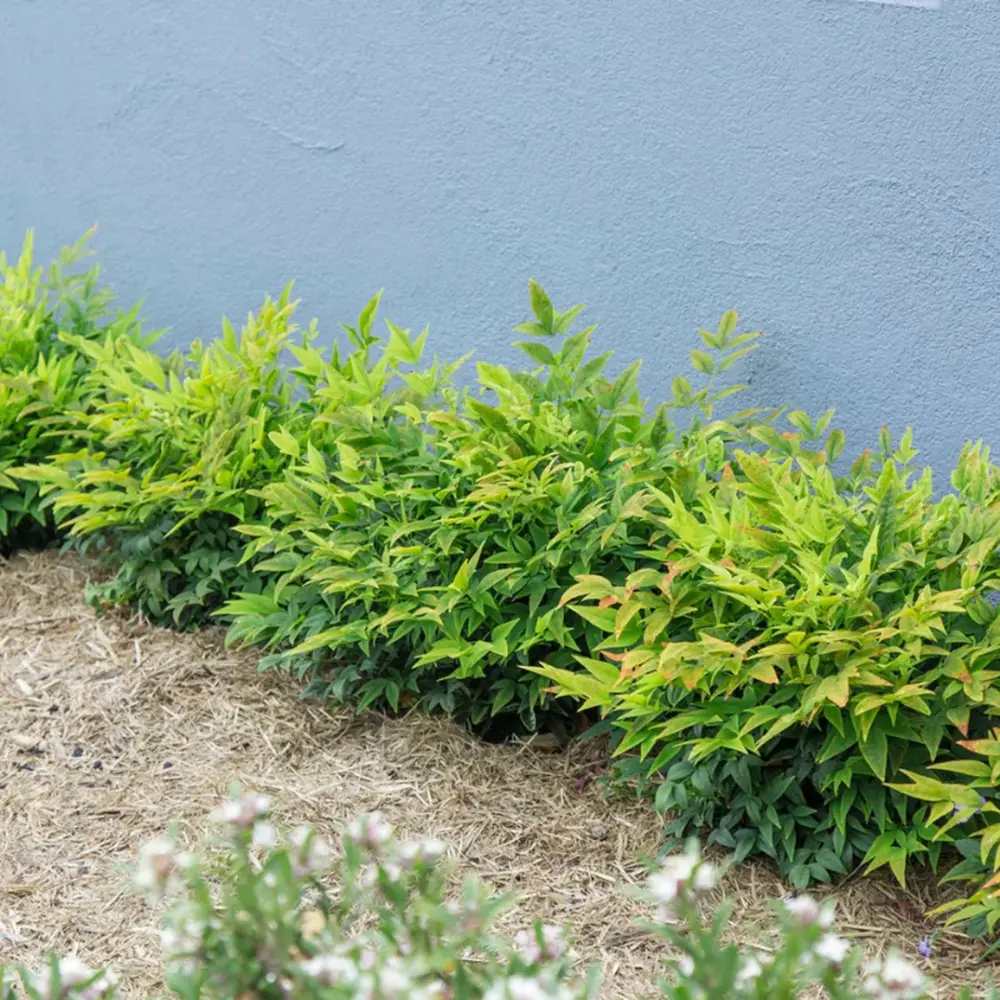 Bambus Sacru Nandina Lemon-Lime, decorativ cu frunze galben-verzui, arbust vesnic verde, gradina japoneza, feng shui - Image 9