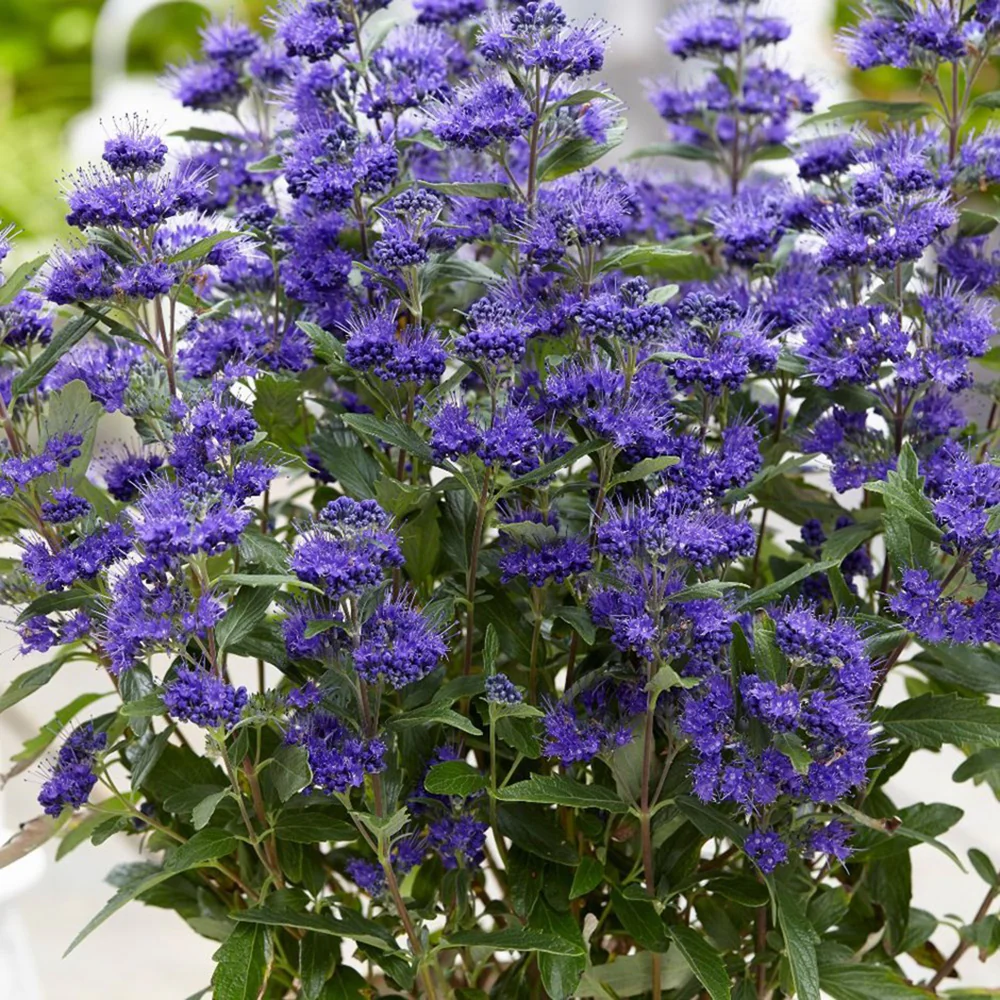 Barba Albastra (Caryopteris) Heavenly Blue, arbust cu flori albastre, melifer, soare plina, rezistent la seceta - Image 10